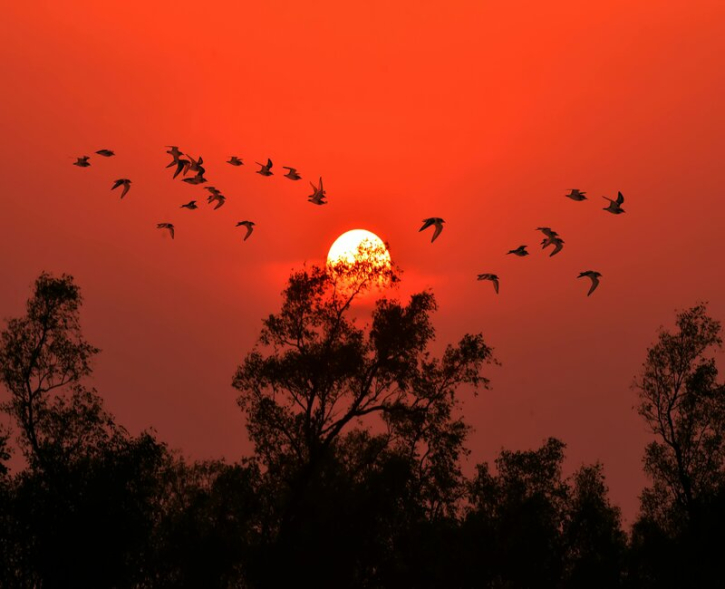 সূর্যাস্তের সময় পাখির উড়ন্ত দৃশ্য