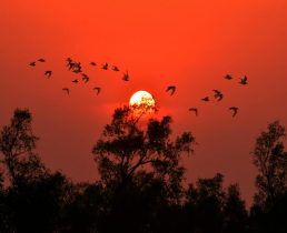 সূর্যাস্তের সময় পাখির উড়ন্ত দৃশ্য