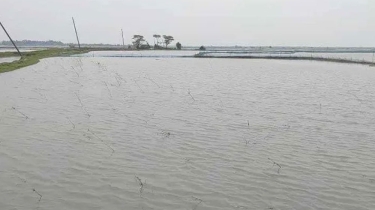 বাগেরহাটে বাগদা চাষে ভয়াবহ মড়ক, ক্ষতির মুখে হাজারো চাষি