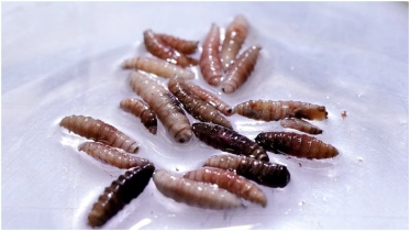 মেক্সিকোতে মাংসখেকো পরজীবীর ভয়াবহ বিস্তার