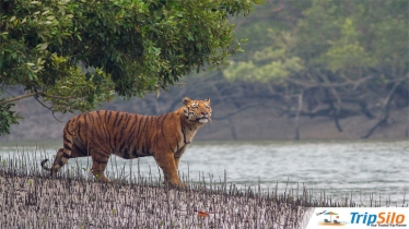 সুন্দরবনের সেরা ১০টি রিসোর্ট: ভাড়াসহ বিস্তারিত জানুন