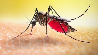 ডেঙ্গুতে আরও দুইজনের মৃত্যু