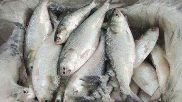 ভারতে ইলিশ রফতানির সিদ্ধান্ত