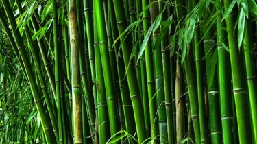 বিশ্ব বাঁশ দিবস আজ